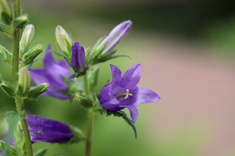 bluebells-Campanula trachelium - paarsblauwe klokken - bloemen - belangrijk - voor honingbijen - wildebijen